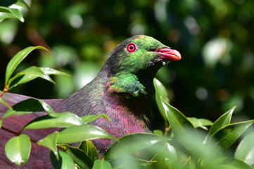 A big wood pigeon sitting in the tree
