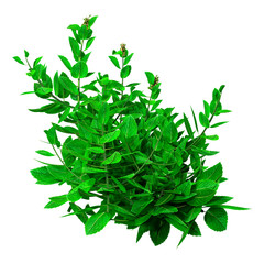 3D Rendering Mint Plant on White