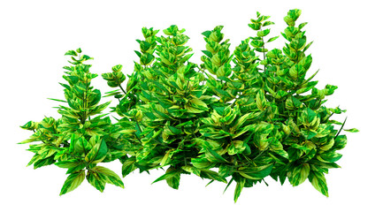 3D Rendering Ginger Mint on White