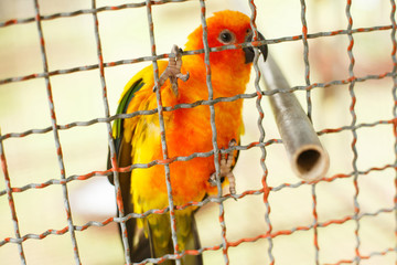 Animals and wildlife. Aratinga parrot in a cage, sitting on the bars of a cage wall