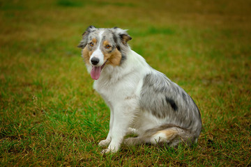 Dog Australian Shepherd sitting on meadow and looking into lens with tongue out