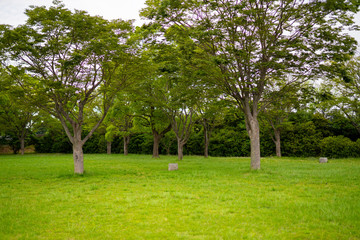 Obraz premium 緑豊かな公園 芝生と木