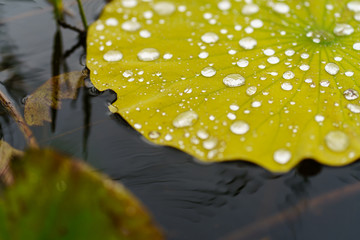 Close-up of yellow water lily flower or lotus leaf on a quiet lake during a small summer rain with...