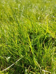 green grass background