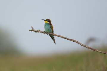 European Bee-Eater - Merops Apiaster on a branch , exotic colorful migratory bird