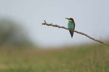 European Bee-Eater - Merops Apiaster on a branch , exotic colorful migratory bird