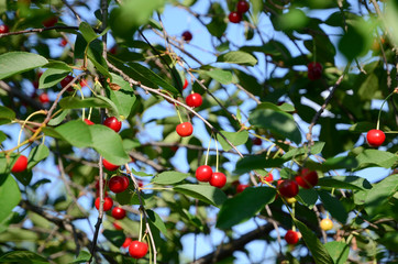 Ripe cherry on a tree