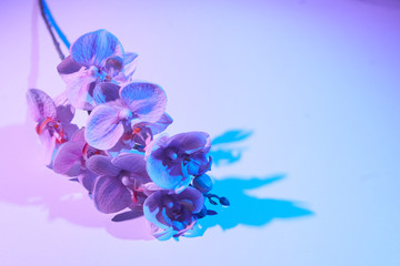 Naklejka na ściany i meble Orchid flower in trendy neon light for design. Top view