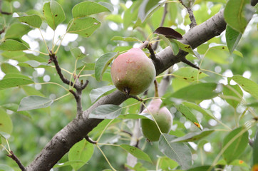 Pear closeup in the garden