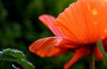 Orange poppy flower in the garden, green leaves background. 