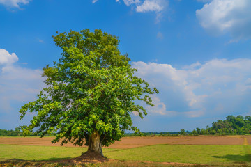 Fototapeta na wymiar Big tree in the farm with blue sky
