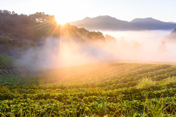 Strawberry field in the morning mist at sunrise