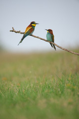 European Bee-Eater - Merops Apiaster on a branch , exotic colorful migratory bird