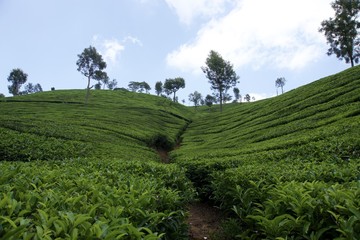 Green tea garden 