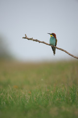 European Bee-Eater - Merops Apiaster on a branch , exotic colorful migratory bird