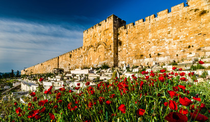 Poppy flowers in front of the sealed Golden Gate/Mercy Gate of the Old City, Jerusalem