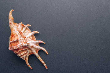 Sea shell on a dark background, flat lay