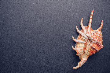 Sea shell on a dark background, flat lay
