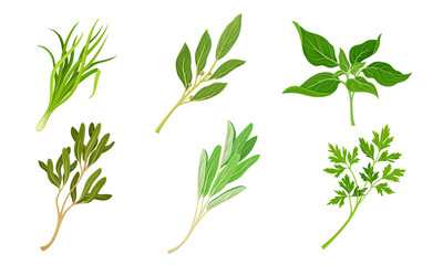 Kitchen Herbs and Condiment with Parsley and Basil Vector Set