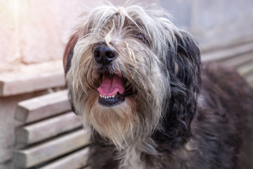 Polish Lowland Sheepdog sitting on a wooden bench in the street and showing pink tongue. Portrait of a black and white fluffy long wool thick-coated dog. Cute funny pet animals background.