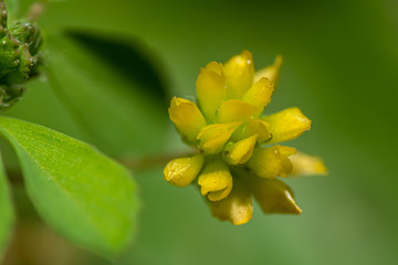 fiore selvarico 02 - piccolo fiore di prato