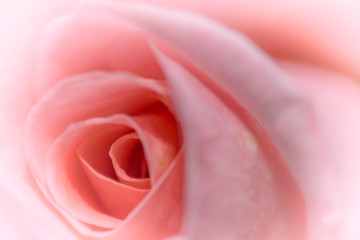 Obraz na płótnie Canvas primo piano rosa 01 - la delicatezza del fiore crea un motivo grafico