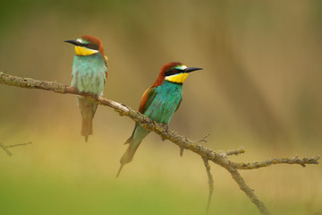 European Bee-Eater - Merops Apiaster on a branch , exotic colorful migratory bird