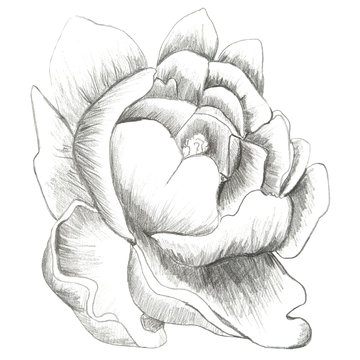 Peony flower, illustration hand drawn by graphit pencil