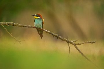 European Bee-Eater - Merops Apiaster on a branch , exotic colorful migratory bird