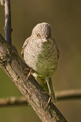 Fototapeta premium Bird - Barred Warbler ( Sylvia nisoria ) sitting on a branch of a bush sunny summer morning. Close-up.