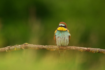 European Bee-Eater - Merops Apiaster on a branch , exotic colorful migratory bird