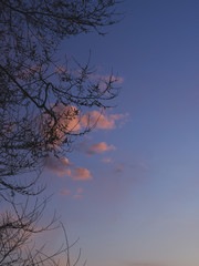 Tree's branches without leaves at sunset. Clouds in the sky. Early spring.