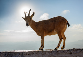 Young female nubian ibex - desert mountain goat, Negev Israel