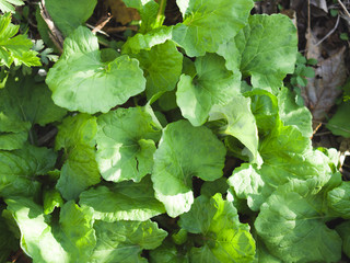 Young burdock in spring. Fresh green leaves of Arctium.