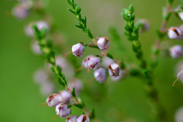 Fototapeta premium Close-up of heather flowers with green background
