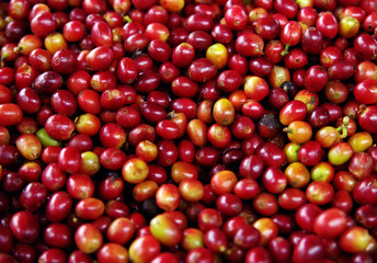 Coffee beans selection