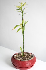 Growing plants at home, bio and ecology concept