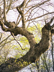 Fototapeta na wymiar Old oak tree in sunshine.