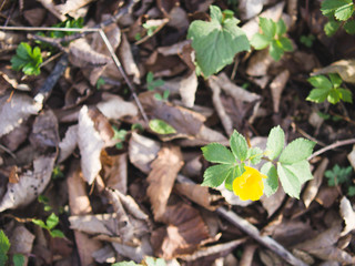 Wild yellow poppy blossom in spring forest. Hylomecon flower.