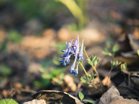 Purple corydalis blossom in spring forest. Wild flower.
