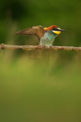 European Bee-Eater - Merops Apiaster on a branch , exotic colorful migratory bird