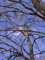Tree's branches in spring. Young fresh leaves and blue sky.