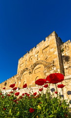  Jerusalem Golden Gate, also called Mercy Gate, with red poppies, national flower of Israel © John Theodor
