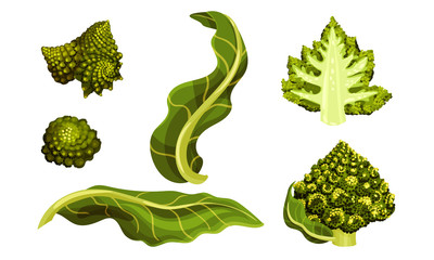 Romanesco Broccoli or Roman Cauliflower with Spiral Inflorescence Vector Set