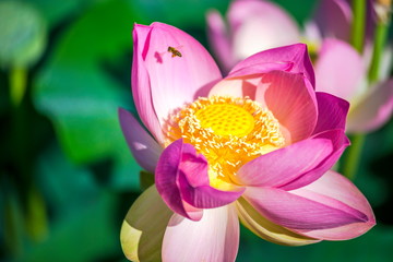Pink lotus flower with bee flying - aquatic plants, Jerusalem Botanical Gardens