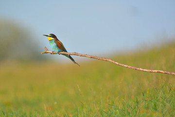 European Bee-Eater - Merops Apiaster on a branch , exotic colorful migratory bird