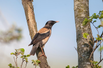 Rosy Starling (Pastor roseus) is a bird in its natural habitat.