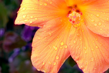 Yellow hibiskus flower close up details with rain drops © Ela