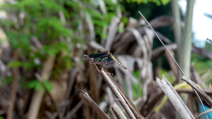 A wild insect on a dried tree