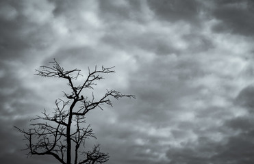 Silhouette dead tree on dark dramatic sky and white clouds background for peaceful death. Stormy sky on drought land. Sad of nature. Death and sad emotion background. Dead branches unique pattern.